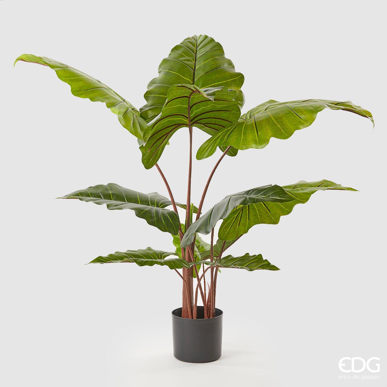 Alocasia chic c/vaso
