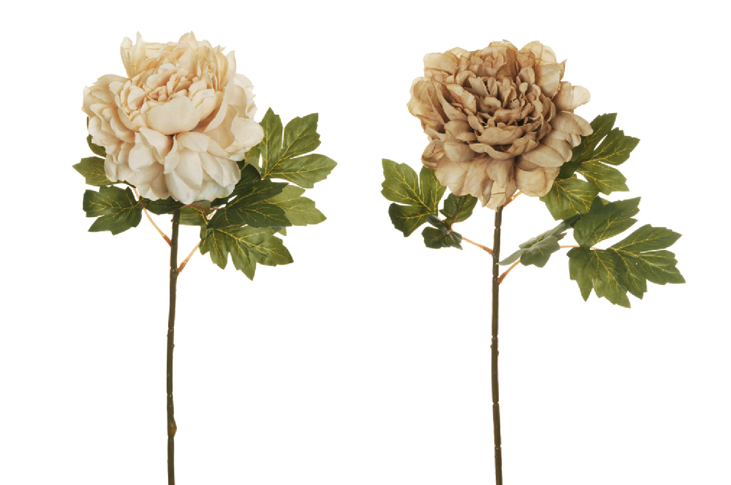 Peonia beige 58 cm